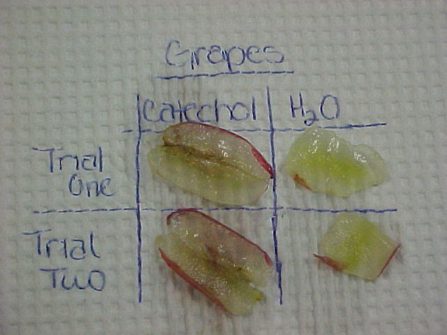 grape ppo